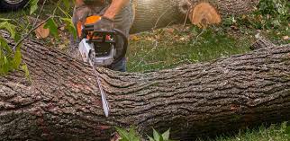 Othello, WA Tree Care Company