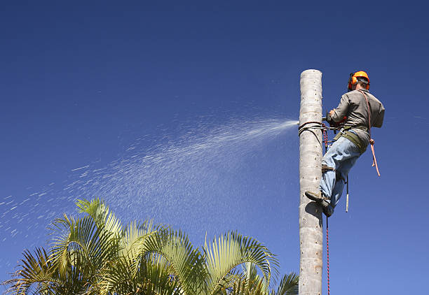 How Our Tree Care Process Works  in  Othello, WA