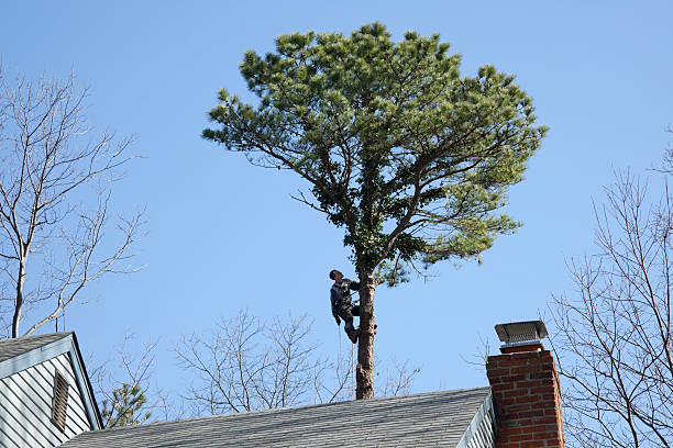 Best Tree Health Inspection  in Othello, WA